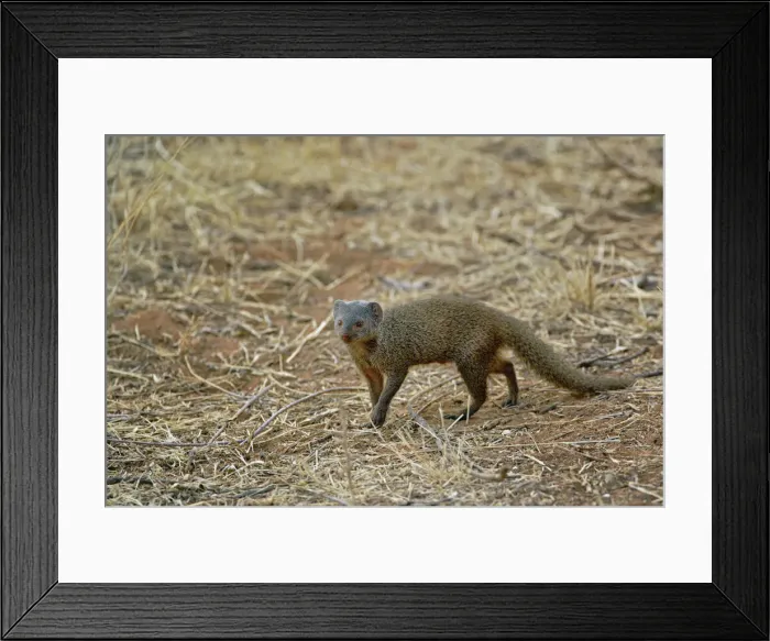 Framed Print : DDE-90019644