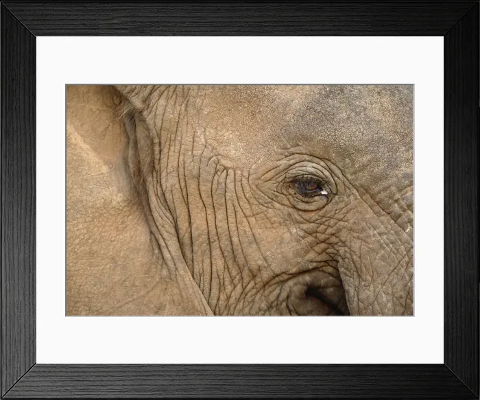 Framed Print : DDE-90019643 Framed Print : DDE-90019643