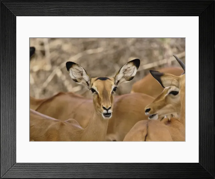 Framed Print : DDE-90019646