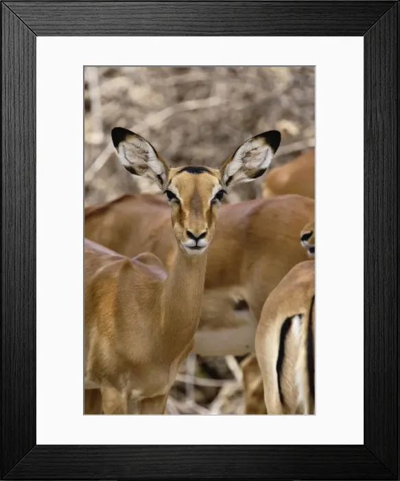 Framed Print : DDE-90019647 Framed Print : DDE-90019647