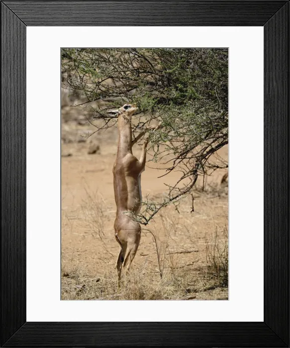 Framed Print : DDE-90019648 Framed Print : DDE-90019648