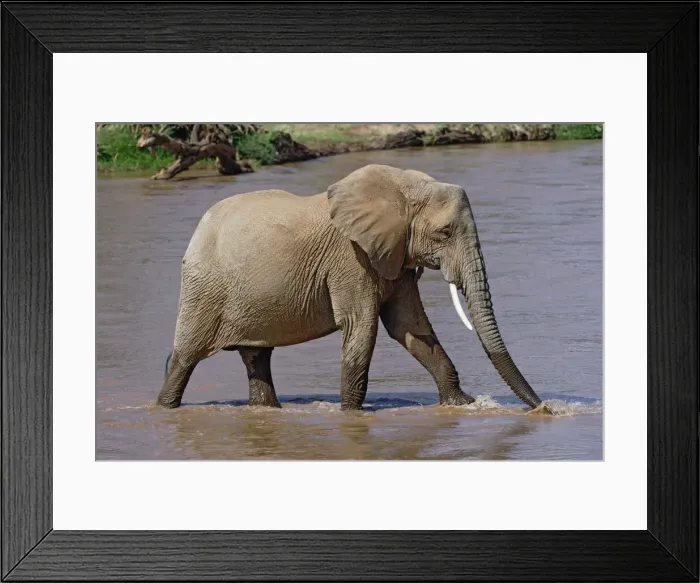 Framed Print : DDE-90019649 Framed Print : DDE-90019649