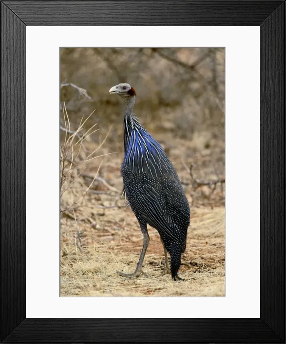 Framed Print : DDE-90019645 Framed Print : DDE-90019645