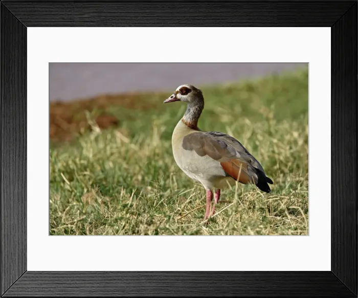 Framed Print : DDE-90019652 Framed Print : DDE-90019652