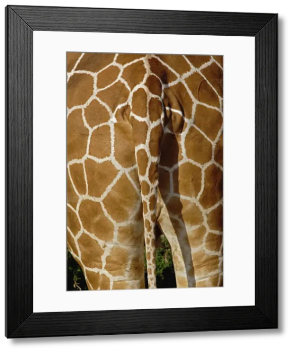 Framed Print : DDE-90019653 Framed Print : DDE-90019653
