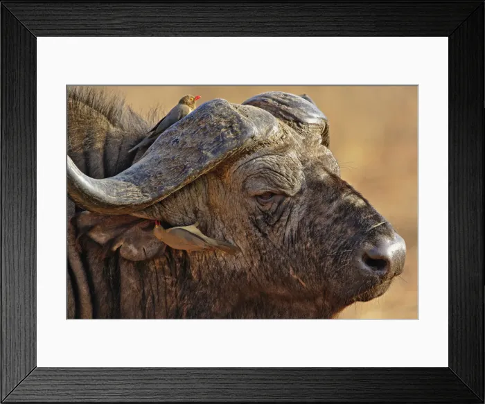 Framed Print : DDE-90019654 Framed Print : DDE-90019654