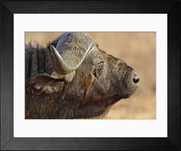 Framed Print : DDE-90019655 Framed Print : DDE-90019655