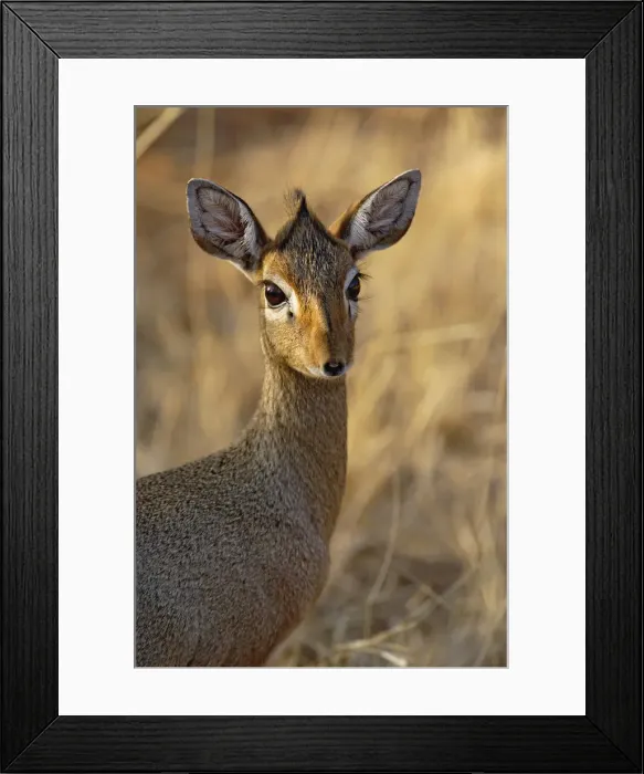 Framed Print : DDE-90019656 Framed Print : DDE-90019656