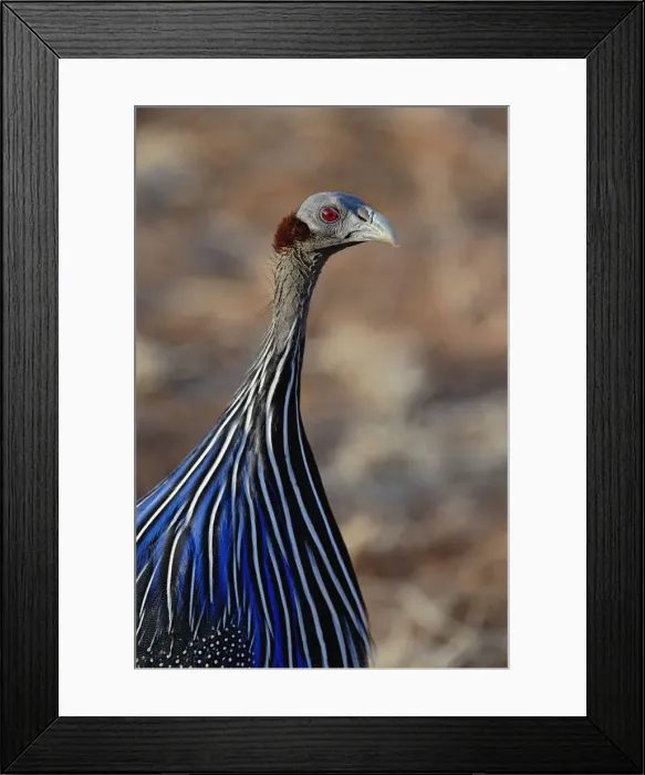 Framed Print : DDE-90019658 Framed Print : DDE-90019658