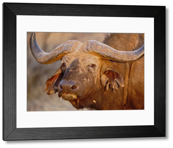 Framed Print : DDE-90019659 Framed Print : DDE-90019659