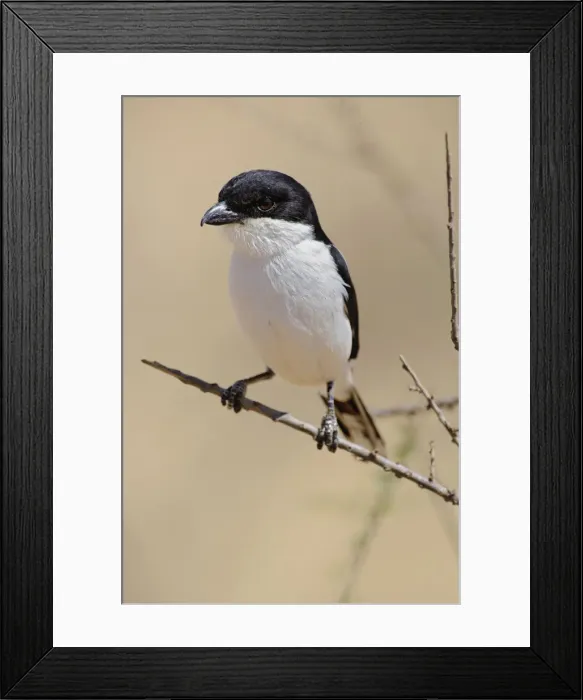 Framed Print : DDE-90019660 Framed Print : DDE-90019660