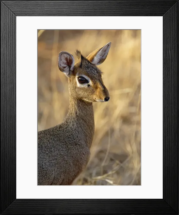 Framed Print : DDE-90019657 Framed Print : DDE-90019657
