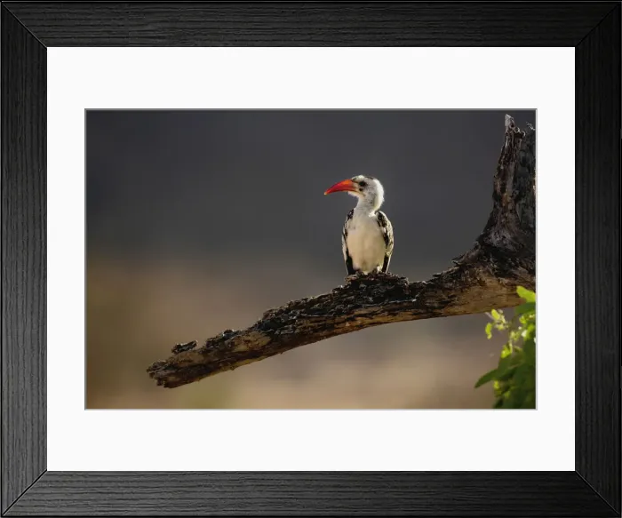Framed Print : DDE-90019662 Framed Print : DDE-90019662