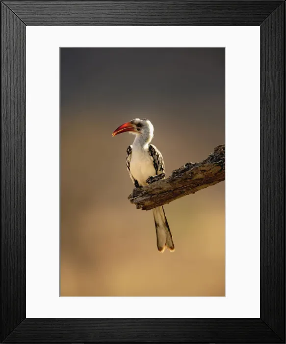 Framed Print : DDE-90019661 Framed Print : DDE-90019661
