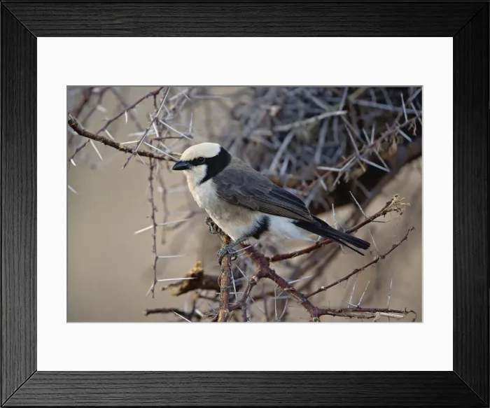 Framed Print : DDE-90019663 Framed Print : DDE-90019663