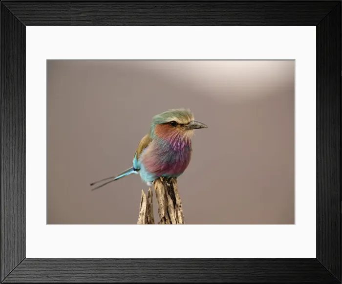 Framed Print : DDE-90019664 Framed Print : DDE-90019664