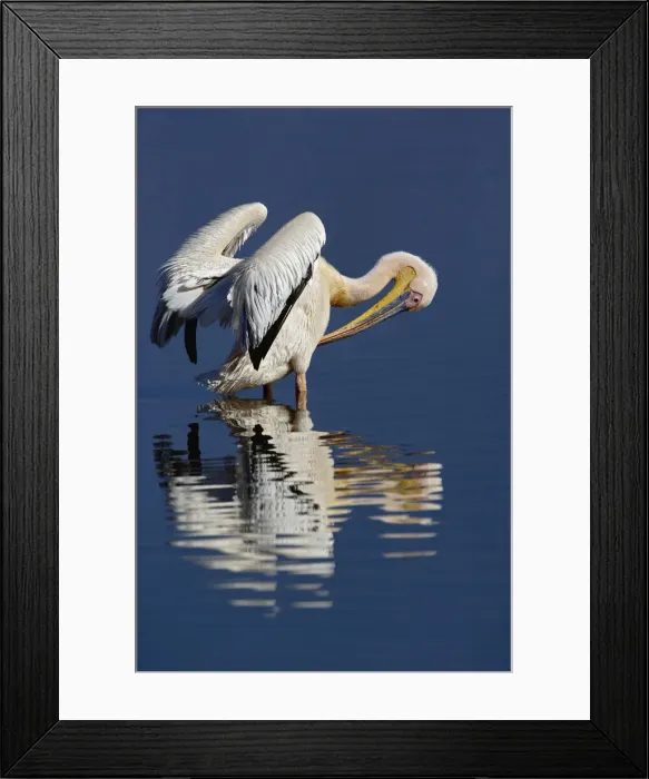 Framed Print : DDE-90019666 Framed Print : DDE-90019666