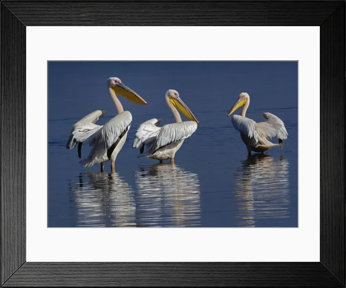 Framed Print : DDE-90019667 Framed Print : DDE-90019667