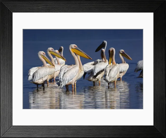 Framed Print : DDE-90019668 Framed Print : DDE-90019668