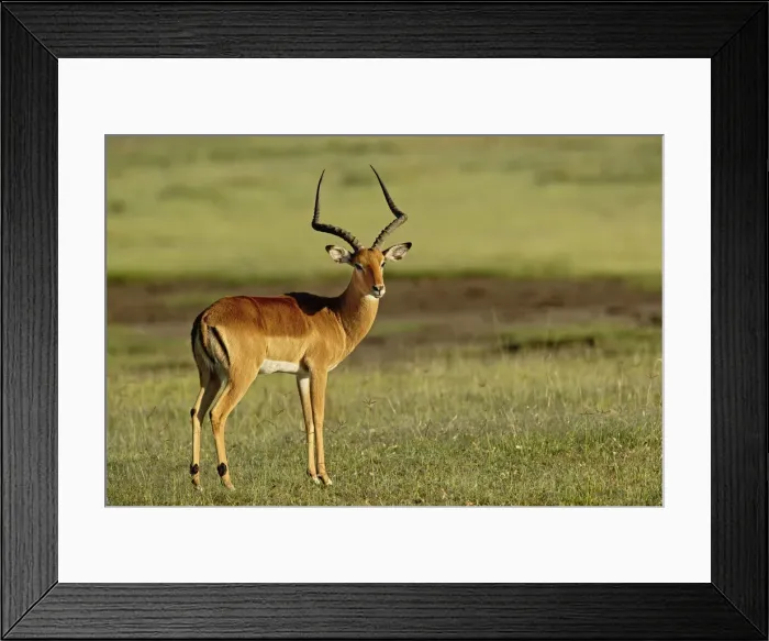 Framed Print : DDE-90019670 Framed Print : DDE-90019670