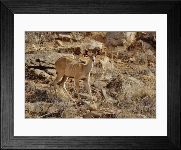 Framed Print : DDE-90019665