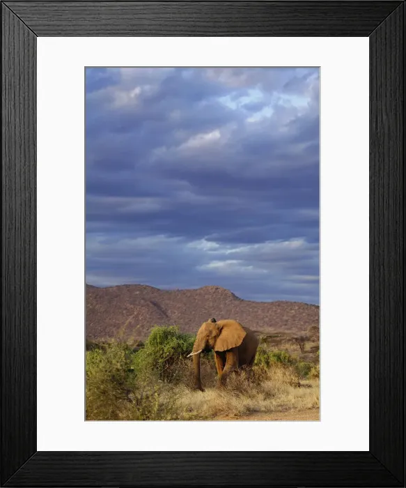Framed Print : DDE-90019673 Framed Print : DDE-90019673