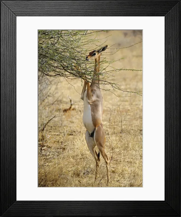 Framed Print : DDE-90019675 Framed Print : DDE-90019675