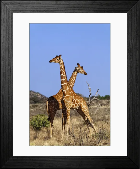Framed Print : DDE-90019678 Framed Print : DDE-90019678
