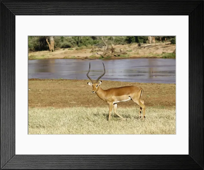 Framed Print : DDE-90019677 Framed Print : DDE-90019677