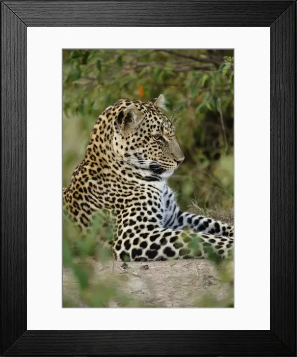 Framed Print : DDE-90019681 Framed Print : DDE-90019681
