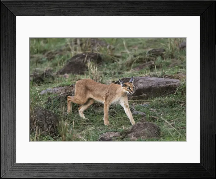 Framed Print : DDE-90019683 Framed Print : DDE-90019683