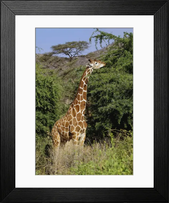 Framed Print : DDE-90019680 Framed Print : DDE-90019680