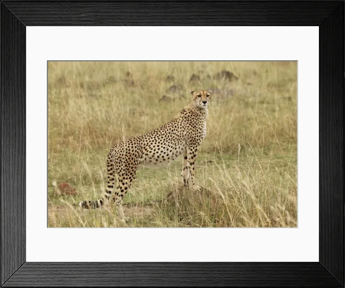 Framed Print : DDE-90019686