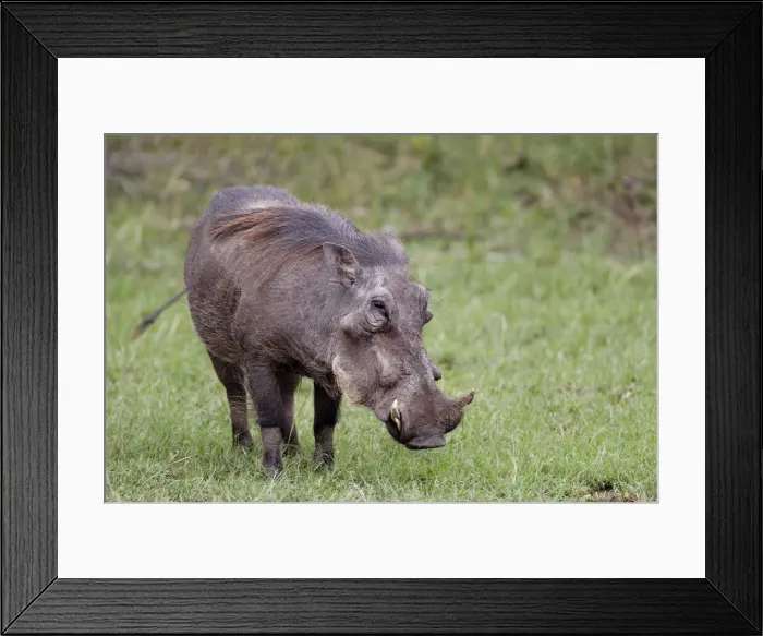Framed Print : DDE-90019687 Framed Print : DDE-90019687