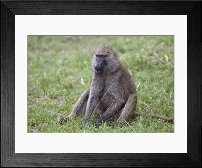 Framed Print : DDE-90019690 Framed Print : DDE-90019690