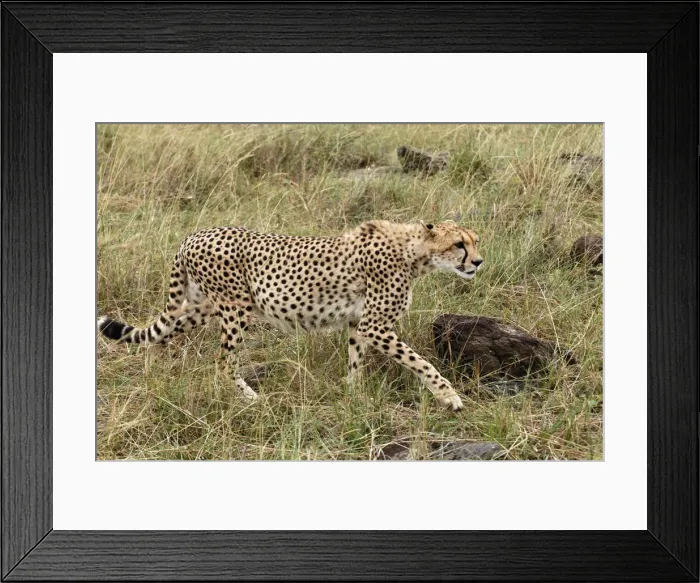 Framed Print : DDE-90019685 Framed Print : DDE-90019685