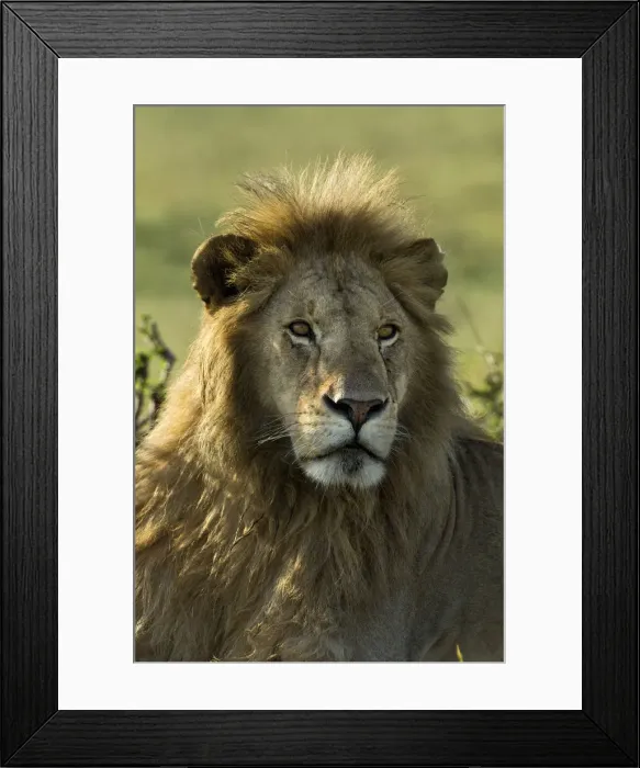 Framed Print : DDE-90019691 Framed Print : DDE-90019691