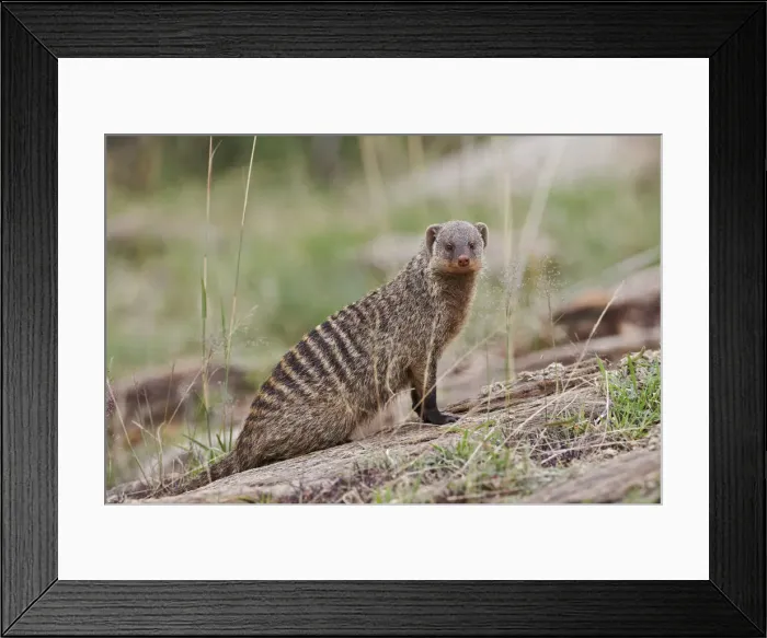 Framed Print : DDE-90019694 Framed Print : DDE-90019694
