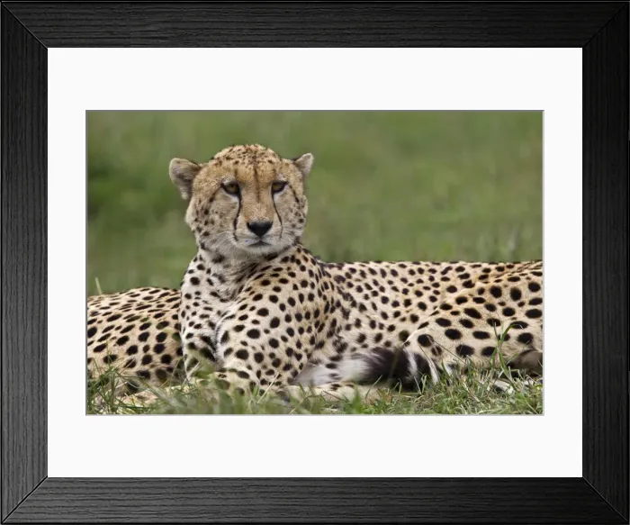 Framed Print : DDE-90019695 Framed Print : DDE-90019695