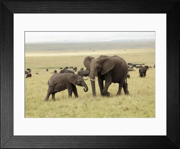 Framed Print : DDE-90019696