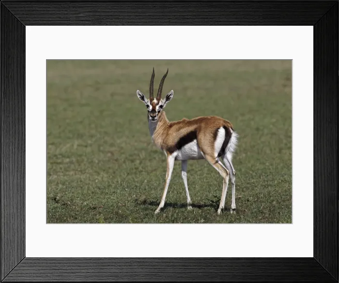 Framed Print : DDE-90019699 Framed Print : DDE-90019699