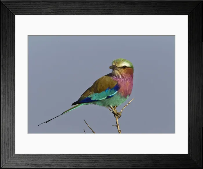 Framed Print : DDE-90019701 Framed Print : DDE-90019701