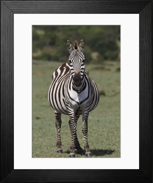 Framed Print : DDE-90019702 Framed Print : DDE-90019702