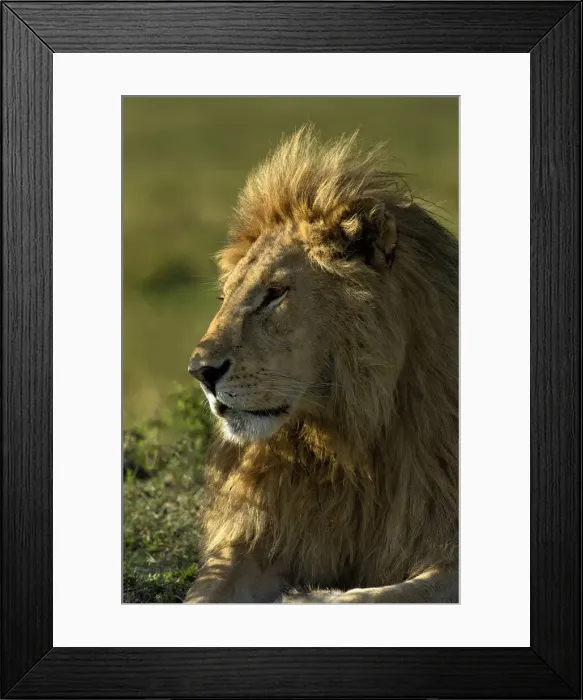 Framed Print : DDE-90019692 Framed Print : DDE-90019692