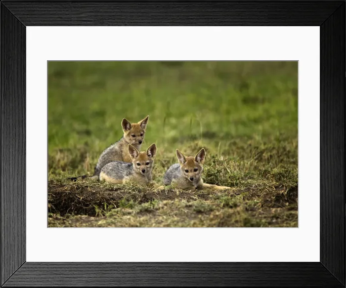 Framed Print : DDE-90019704 Framed Print : DDE-90019704