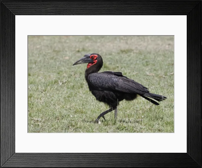 Framed Print : DDE-90019703 Framed Print : DDE-90019703