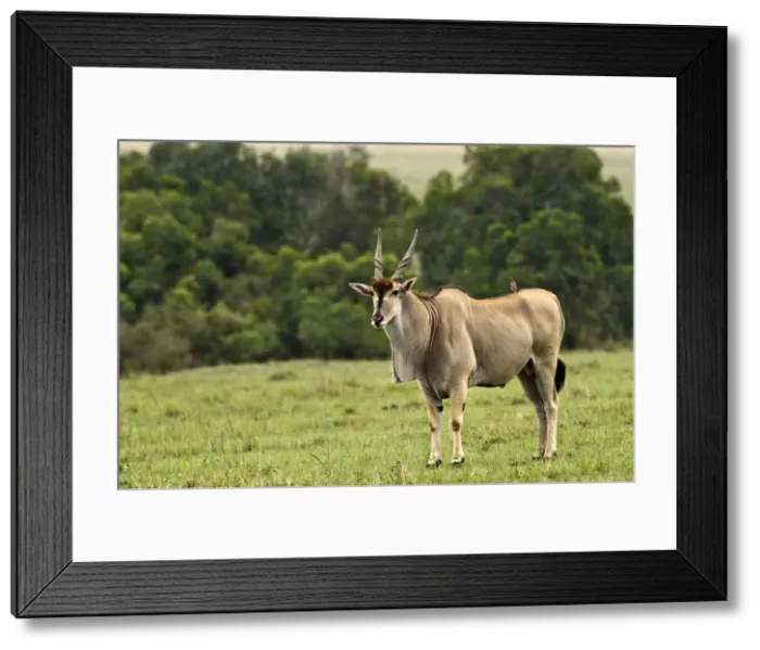 Framed Print : DDE-90019706 Framed Print : DDE-90019706