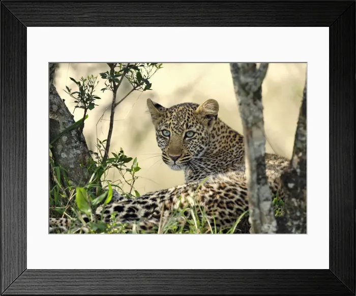 Framed Print : DDE-90019705 Framed Print : DDE-90019705