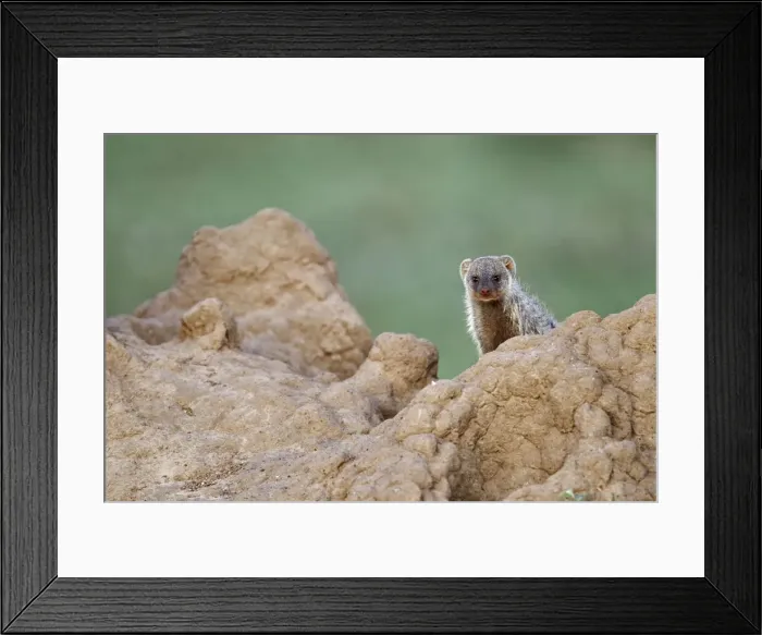 Framed Print : DDE-90019708 Framed Print : DDE-90019708