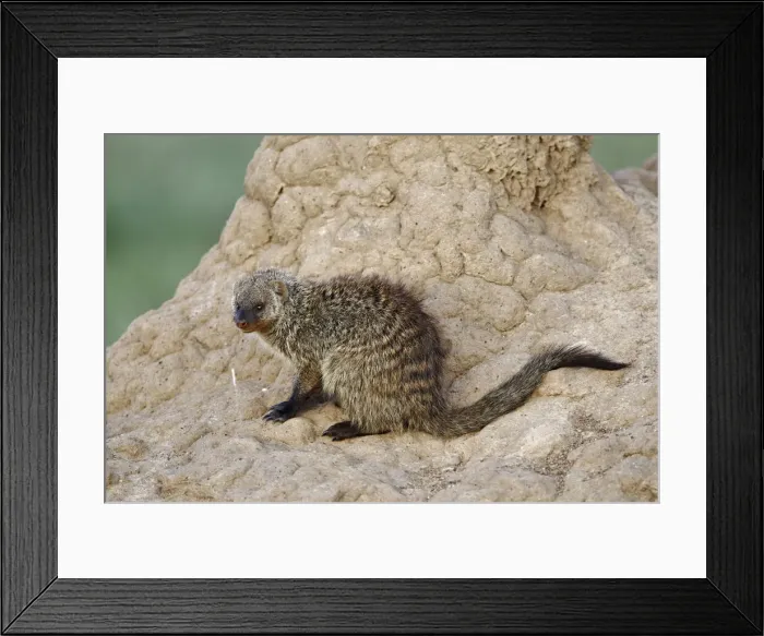 Framed Print : DDE-90019709 Framed Print : DDE-90019709